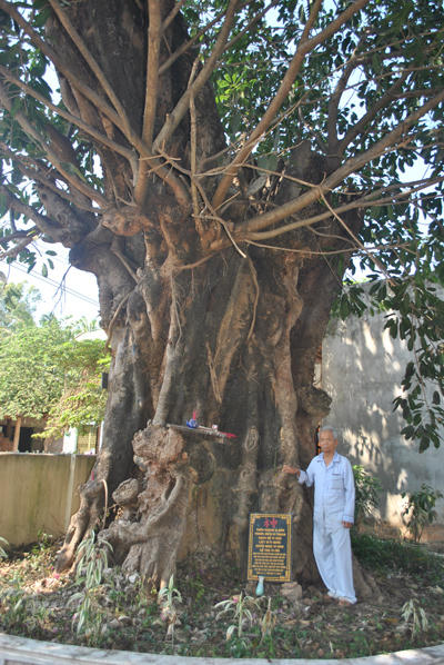 Kỳ bí bao vây cây đa 500 tuổi suýt bị làm quà tặng