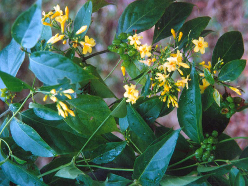 Oan án loạn luân, con dâu định giết cả nhà chồng