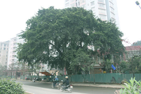 Cổ thụ khiến Đại lộ Thăng Long phải vặn mình né tránh