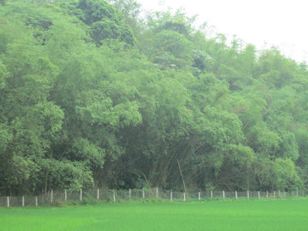 Cuộc đời lận đận của người đàn bà nghèo hiến đất cho cò