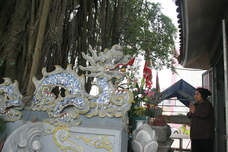 Cổ thụ khiến Đại lộ Thăng Long phải vặn mình né tránh