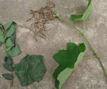 Bốn thảo dược dễ tìm chữa bệnh sỏi thận 