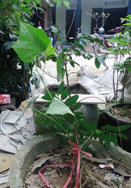 Bốn thảo dược dễ tìm chữa bệnh sỏi thận 