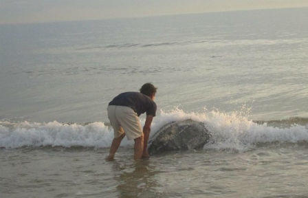 Rùa biển “khủng” vào bờ đẻ trứng