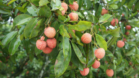 Gốc vải tổ 200 tuổi vẫn trĩu trịt quả mọng 