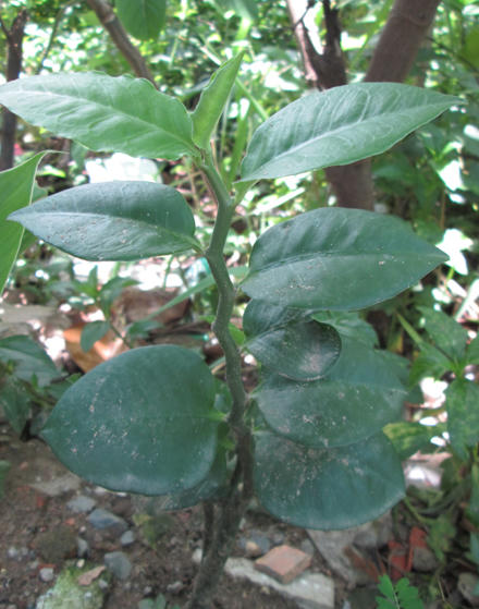 Loại bỏ u bướu mỡ bằng cách hơ nhang lá ngải cứu