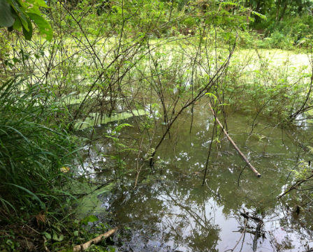 Màn kịch siêu đẳng của gã trai giết người tình, giấu xác dưới ao