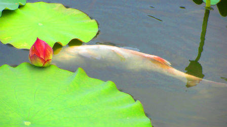 Phục dựng giếng cổ hóa giải “xóm chết chóc”