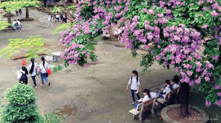 Trường xưa trong trái tim tôi