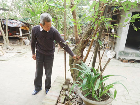 Cây sung “lạ” đem lại may – rủi cho gia chủ?