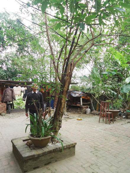 Cây sung “lạ” đem lại may – rủi cho gia chủ?