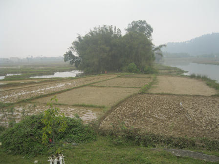 “Người rừng” ven phố