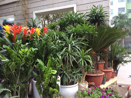 Ngắm sắc Xuân rực rỡ trên đường Hoàng Hoa Thám