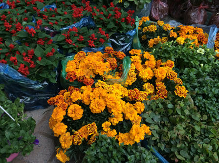 Ngắm sắc Xuân rực rỡ trên đường Hoàng Hoa Thám