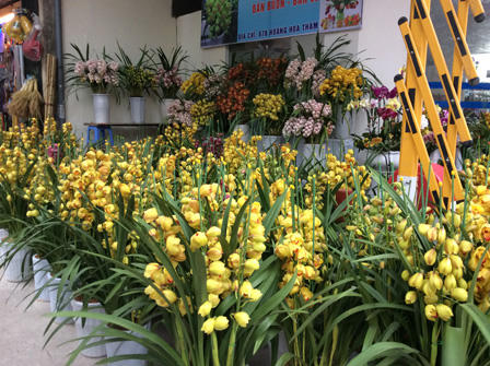 Ngắm sắc Xuân rực rỡ trên đường Hoàng Hoa Thám