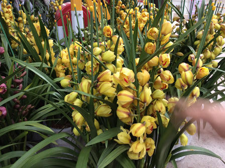 Ngắm sắc Xuân rực rỡ trên đường Hoàng Hoa Thám