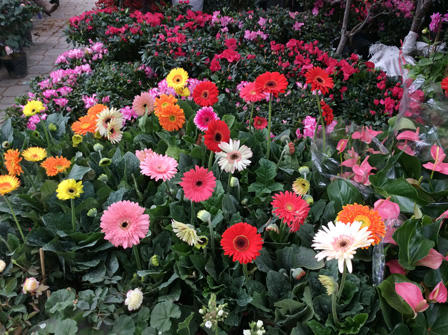 Ngắm sắc Xuân rực rỡ trên đường Hoàng Hoa Thám