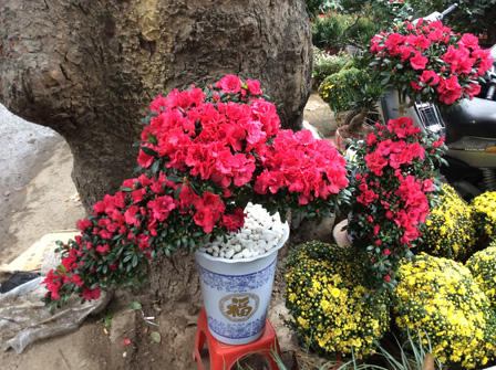 Ngắm sắc Xuân rực rỡ trên đường Hoàng Hoa Thám