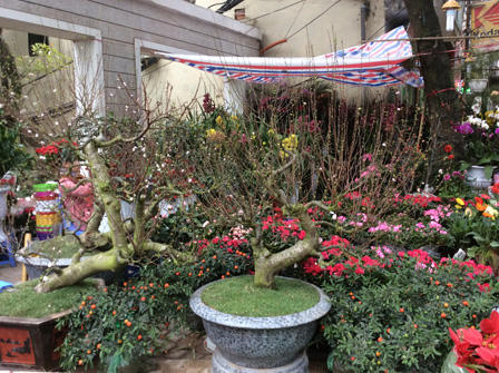 Ngắm sắc Xuân rực rỡ trên đường Hoàng Hoa Thám