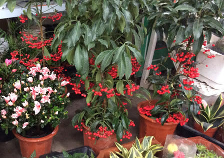 Ngắm sắc Xuân rực rỡ trên đường Hoàng Hoa Thám