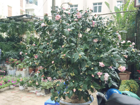 Ngắm sắc Xuân rực rỡ trên đường Hoàng Hoa Thám