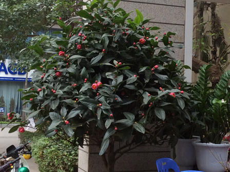 Ngắm sắc Xuân rực rỡ trên đường Hoàng Hoa Thám