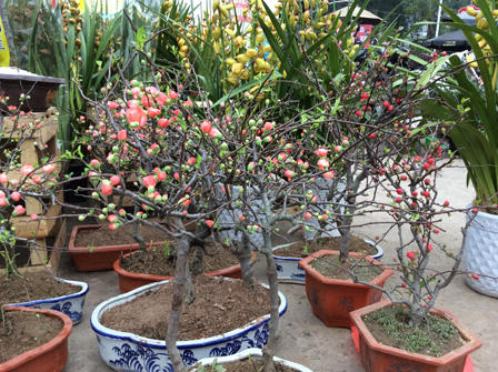 Ngắm sắc Xuân rực rỡ trên đường Hoàng Hoa Thám