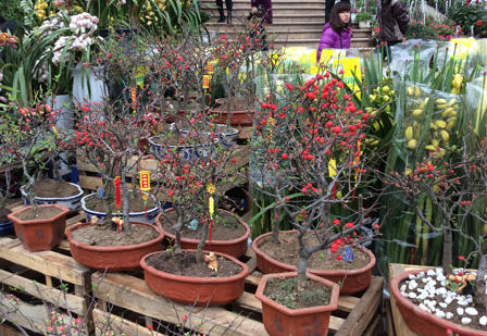 Ngắm sắc Xuân rực rỡ trên đường Hoàng Hoa Thám