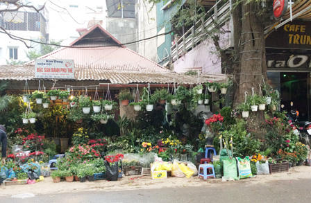 Ngắm sắc Xuân rực rỡ trên đường Hoàng Hoa Thám