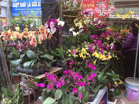 Ngắm sắc Xuân rực rỡ trên đường Hoàng Hoa Thám