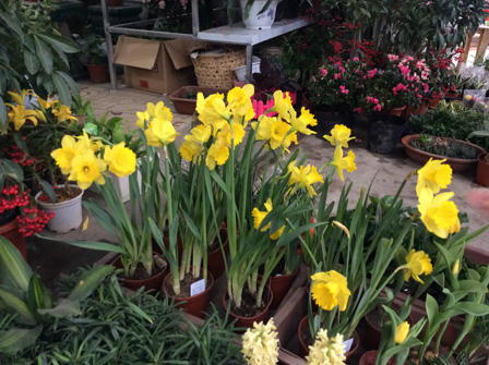 Ngắm sắc Xuân rực rỡ trên đường Hoàng Hoa Thám