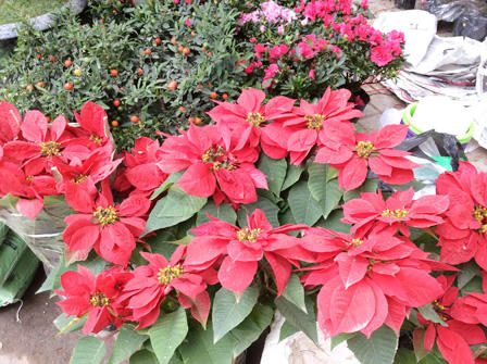 Ngắm sắc Xuân rực rỡ trên đường Hoàng Hoa Thám