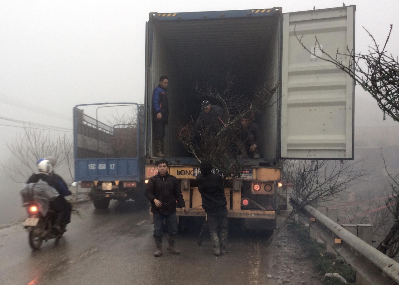 Đào đá Sapa nườm nượp chờ về xuôi đón Tết