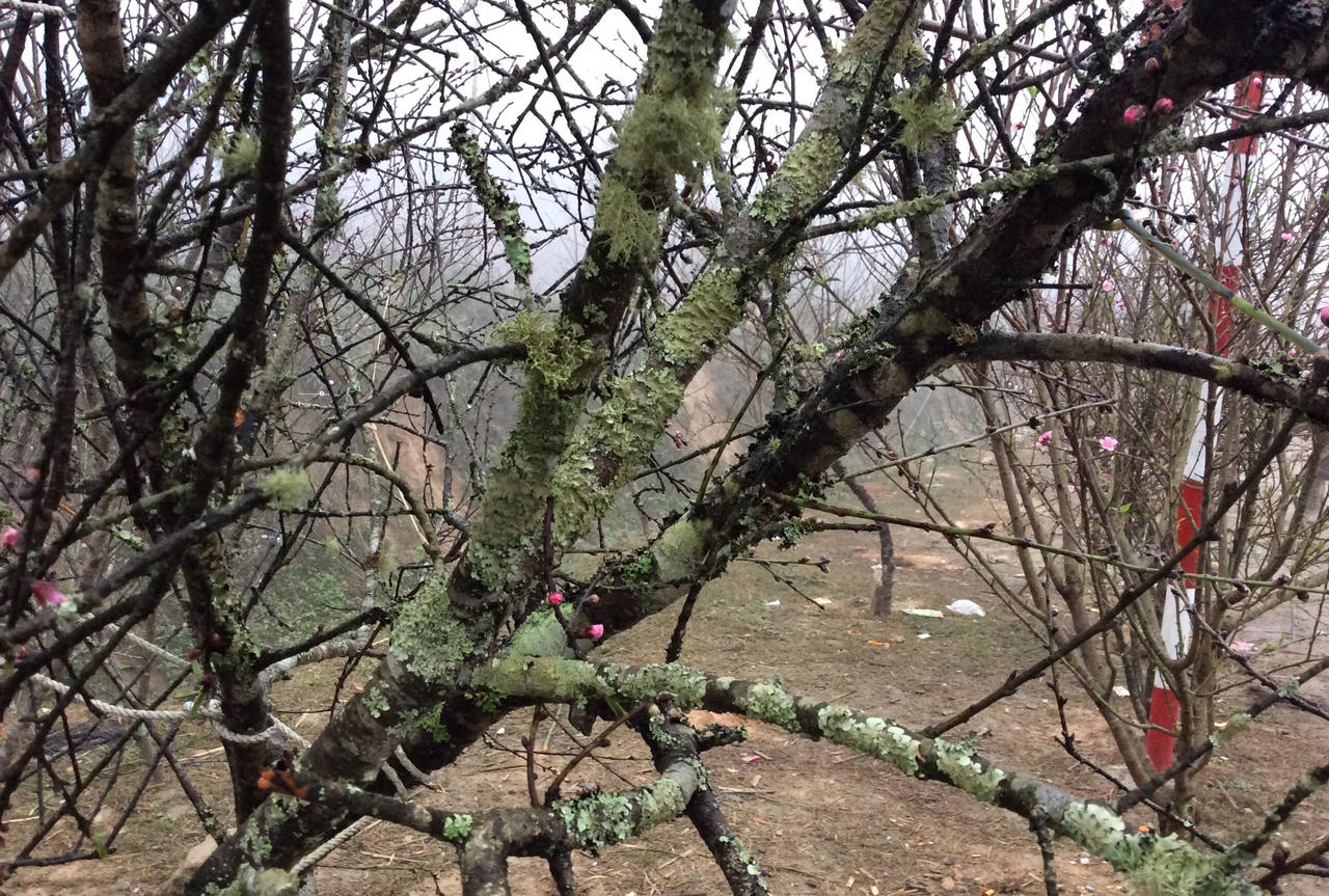 Đào đá Sapa nườm nượp chờ về xuôi đón Tết