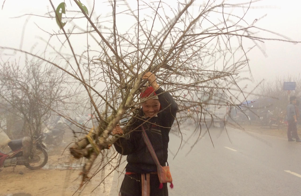 Đào đá Sapa nườm nượp chờ về xuôi đón Tết