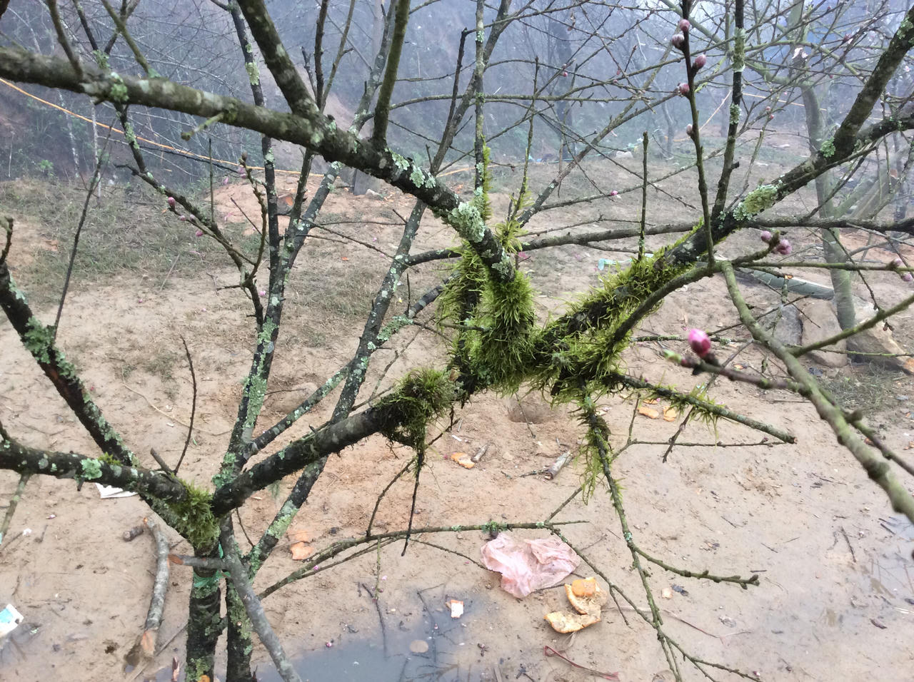 Đào đá Sapa nườm nượp chờ về xuôi đón Tết