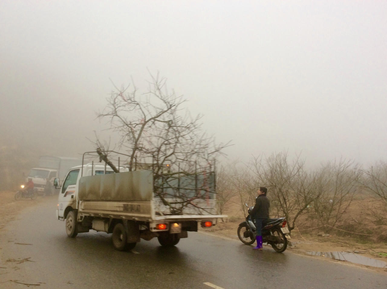 Đào đá Sapa nườm nượp chờ về xuôi đón Tết