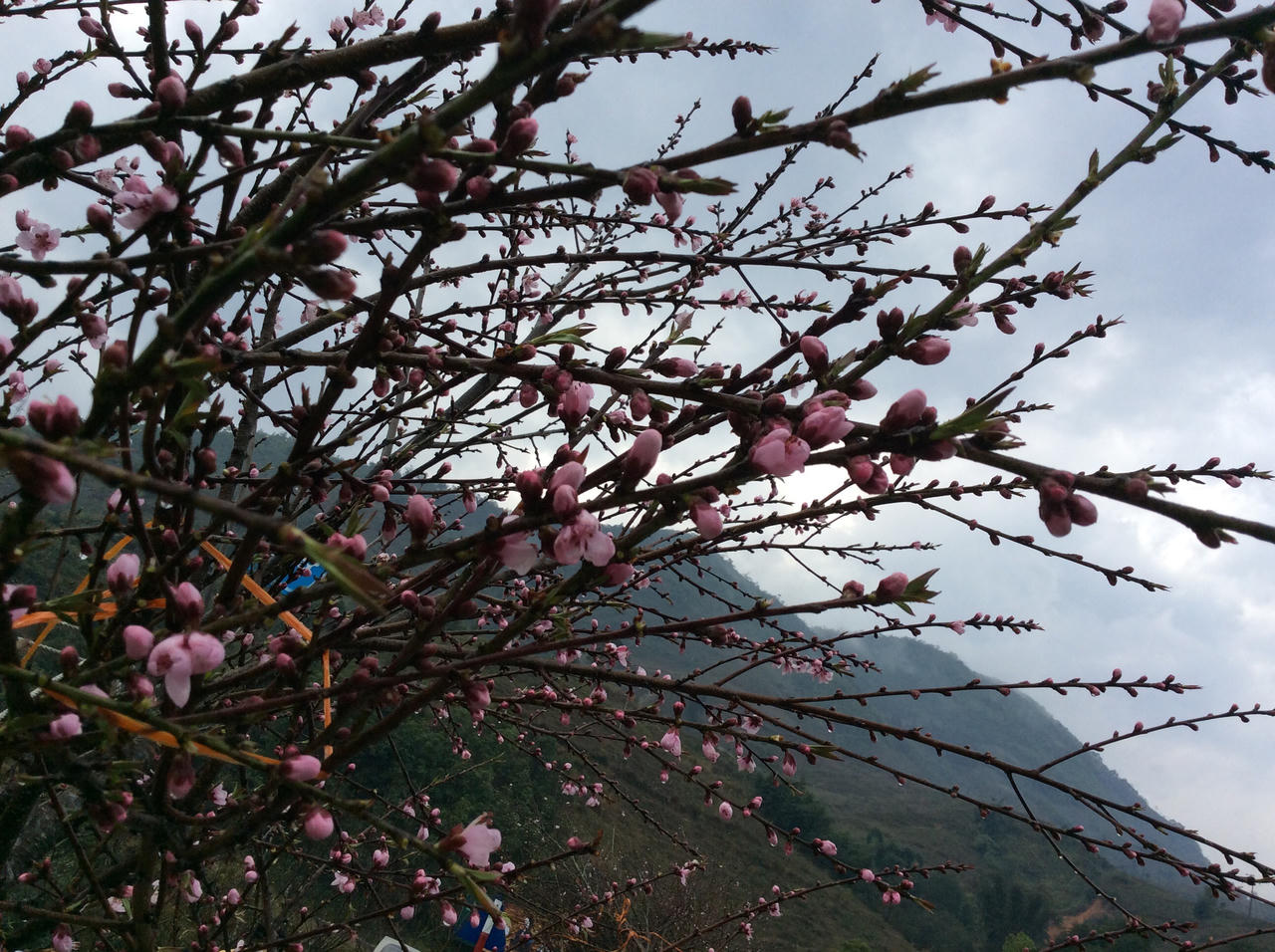 Đào đá Sapa nườm nượp chờ về xuôi đón Tết