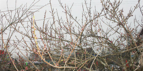 Đào đá Sapa nườm nượp chờ về xuôi đón Tết