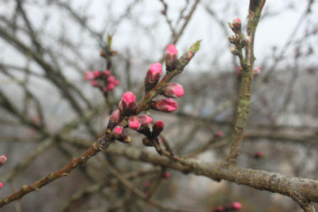 Đào đá Sapa nườm nượp chờ về xuôi đón Tết