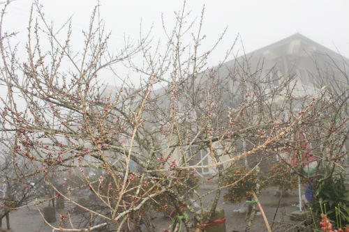 Đào đá Sapa nườm nượp chờ về xuôi đón Tết