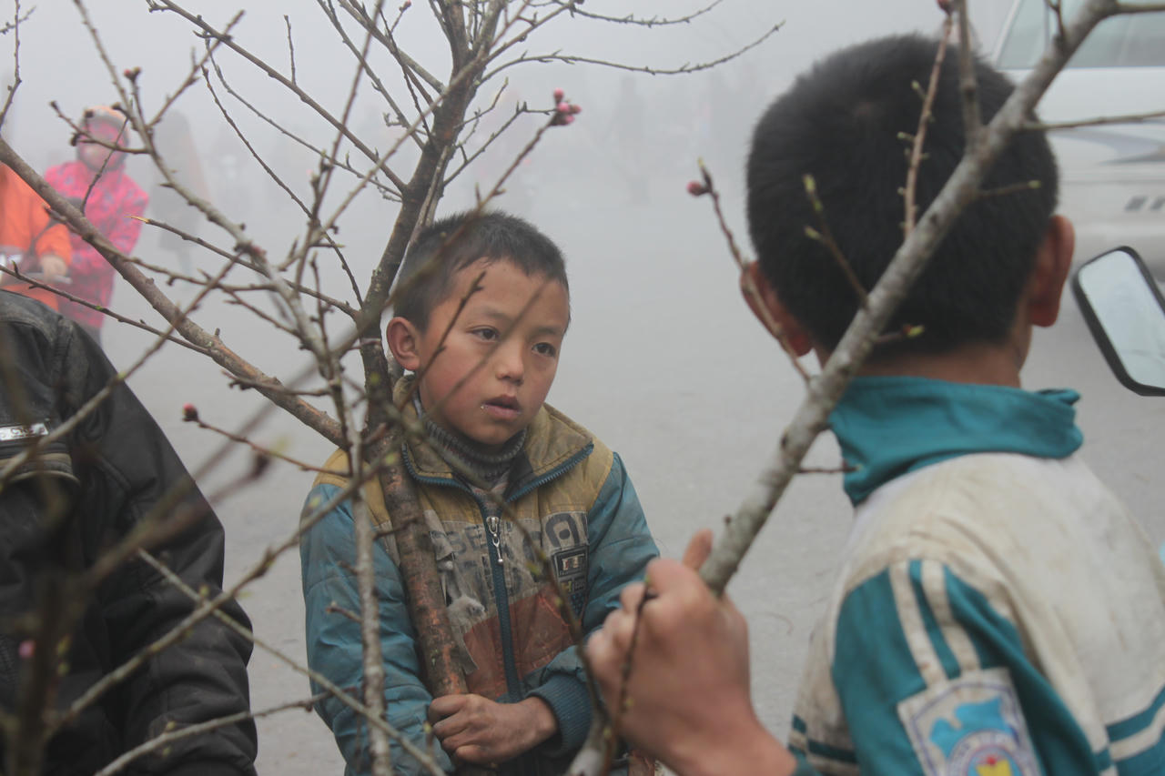 Đào đá Sapa nườm nượp chờ về xuôi đón Tết