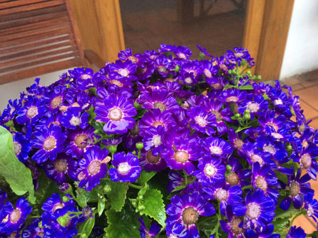 Ngắm những bậc thềm hoa đẹp ngây ngất ở Sapa