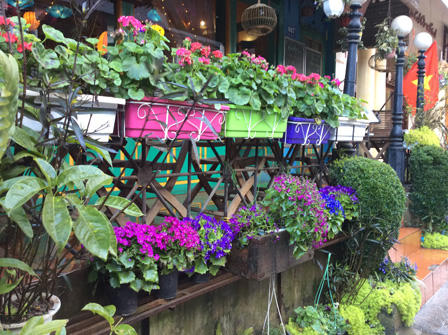 Ngắm những bậc thềm hoa đẹp ngây ngất ở Sapa