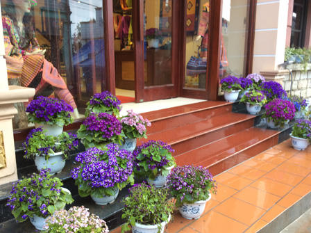 Ngắm những bậc thềm hoa đẹp ngây ngất ở Sapa