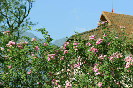 Sa Pa rợp sắc hoa hồng tháng Tư