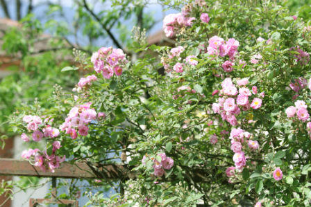 Sa Pa rợp sắc hoa hồng tháng Tư