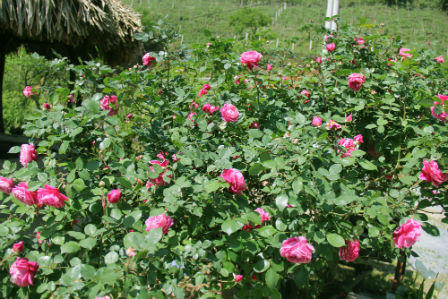 Sa Pa rợp sắc hoa hồng tháng Tư