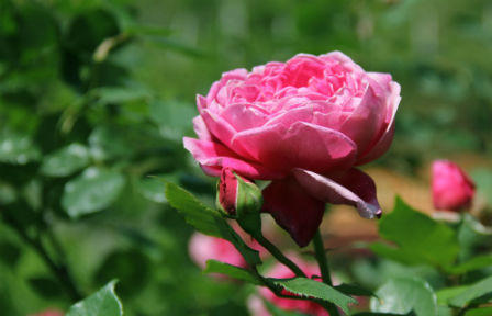 Sa Pa rợp sắc hoa hồng tháng Tư