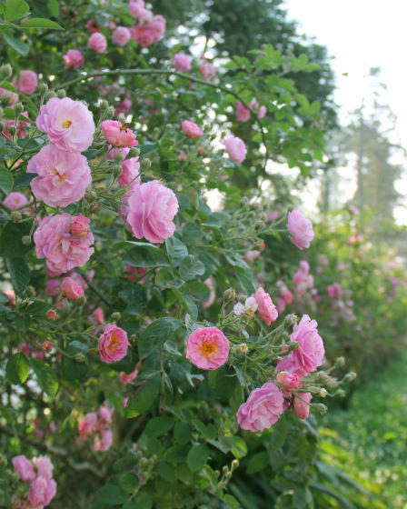 Sa Pa rợp sắc hoa hồng tháng Tư